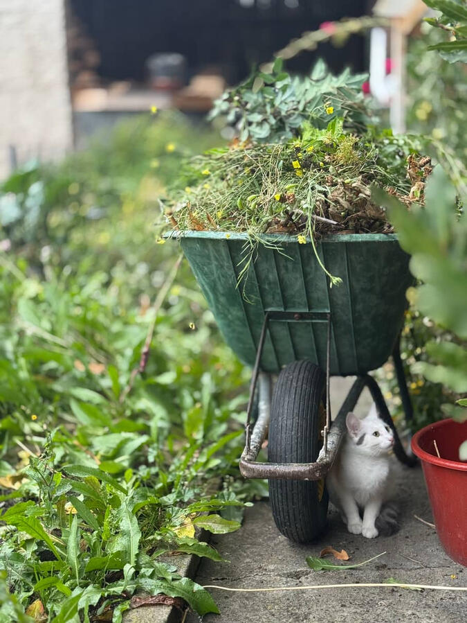 Gartenpflege Gartenpflege