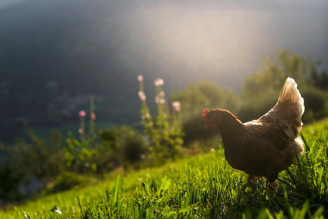 Sieglinde das Huhn Sieglinde das Huhn