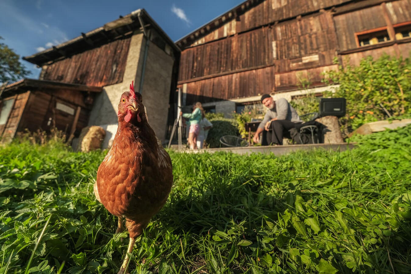 Sieglinde das Huhn Sieglinde das Huhn
