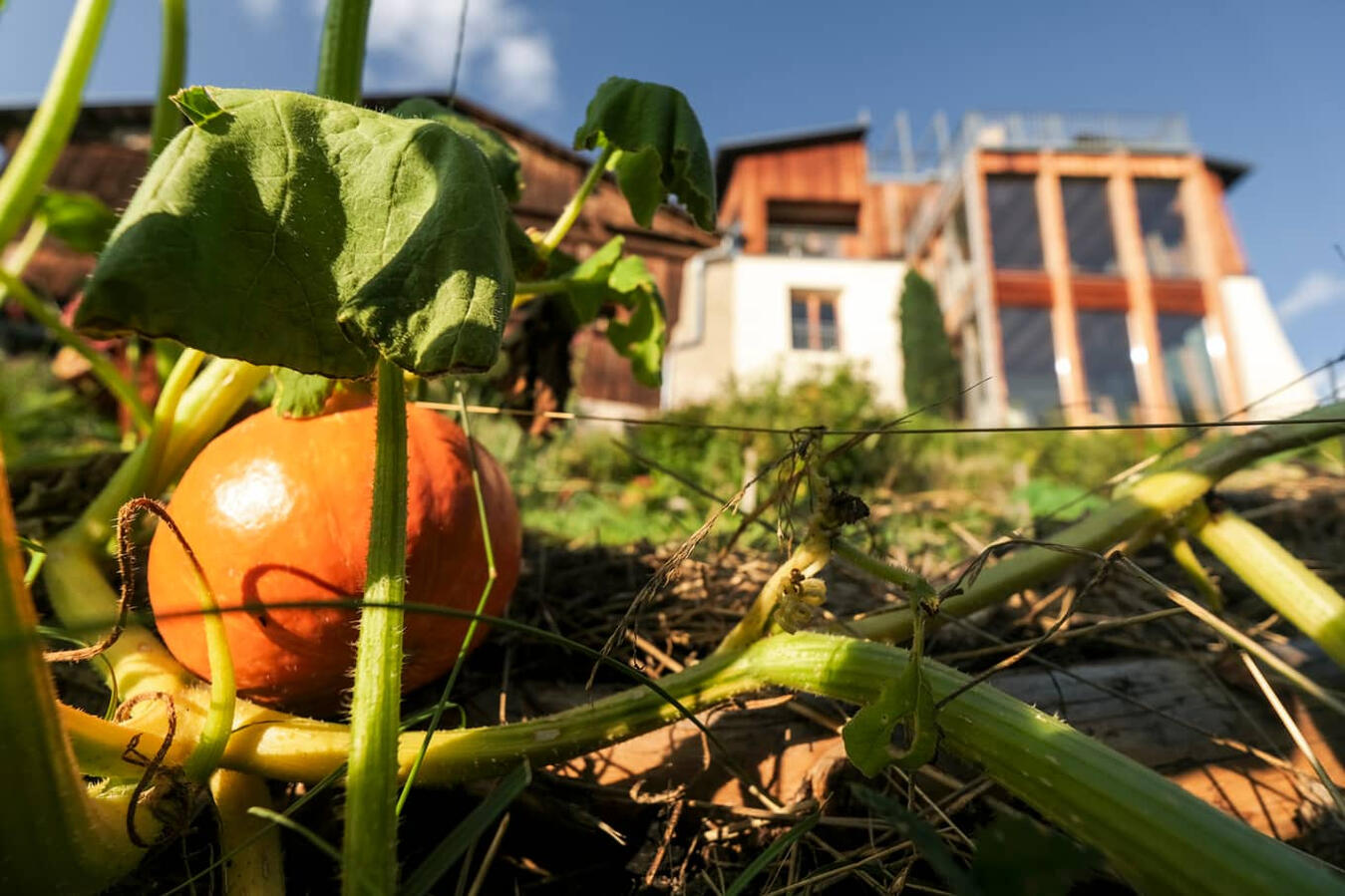 FlowFarm Mairhof, Gschneir 16, Schluderns, Garten FlowFarm Mairhof, Gschneir 16, Schluderns, Garten